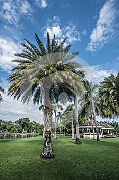 Chatuchak Park in Chatuchak district, Bangkok