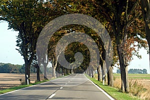 Chaussee or avenue in the countryside