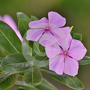 Chavelitas Rosadas photo