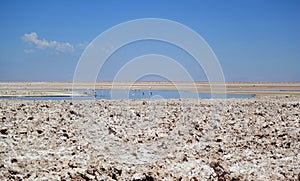 Chaxa Lagoon with Flamingos and  Andean Avocets in Salar de Atacama, the Largest Salt Flat of Chile