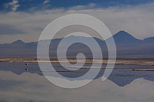 Chaxa lagoon. Los Flamencos National Reserve. Chile