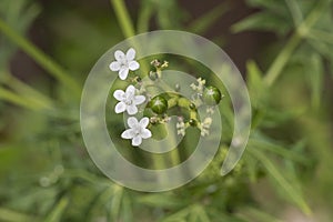 Chaya Flowers and Buds