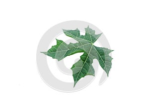 The Chaya green leaf on isolated white