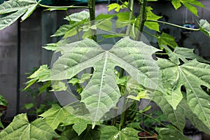 Chaya leaf