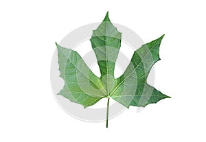 Chaya leaf isolated on white background wiht clipping paths