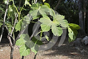 Chaya tree growing in Yucatan jungle