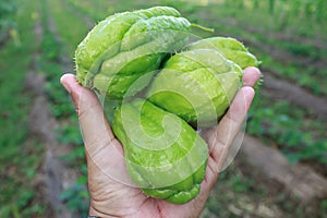 Chayote being held by a hand and isolated