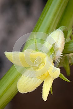 Chayote flowers (Sechium edule)