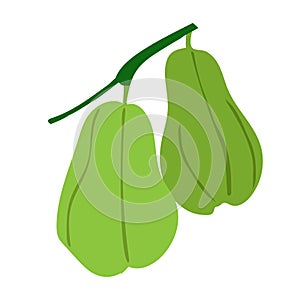 chayote fruit icon vector photo