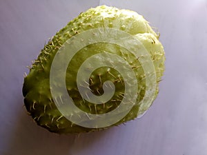 Chayote fruit with thorns