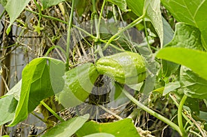 Chayote Fruits On Vine