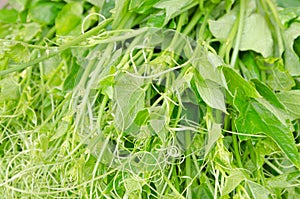 Chayote Green Vegetable in asia