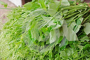 Chayote Green Vegetable in asia