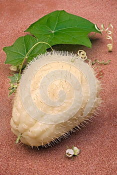 Chayote (Sechium edule), fruit with thorns