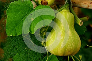 Chayote, Sechium edule hanging