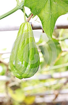 Chayote Squash