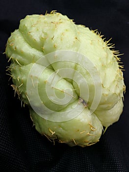 Chayote with thorns