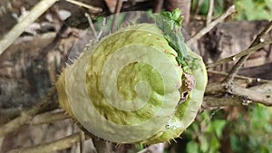 A chayote vegetable germination