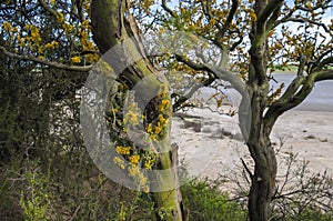 ChaÃÂ±ar tree in Calden forest, bloomed in spring,