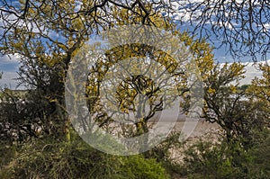 ChaÃÂ±ar tree in Calden forest, bloomed in spring