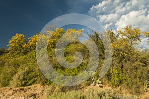 ChaÃÂ±ar tree in Calden forest, bloomed in spring,