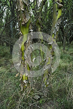 ChaÃÂ±ar tree in Calden forest, bloomed in spring,