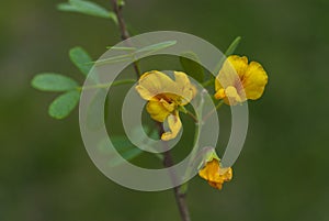 ChaÃÂ±ar tree in Calden forest, bloomed in spring,
