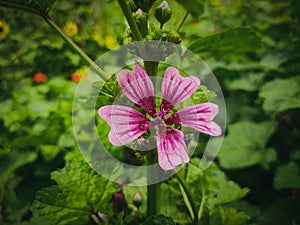 This is a chease flower with beautiful green leafs background. photo