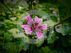 This is a chease flower with beautiful green leafs background. photo