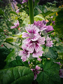 This is a chease flower with beautiful green leafs background. photo