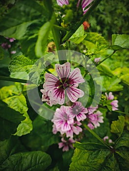 This is a chease flower with beautiful green leafs background. photo