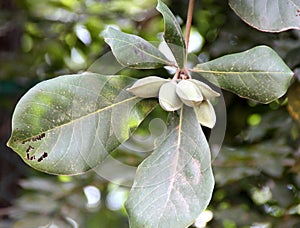 Chebulic myrobalan, Black myrobalan, Terminalia chebula