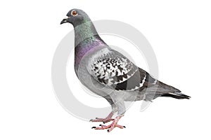 Check pattern feather of speed racing pigeon isolated white background