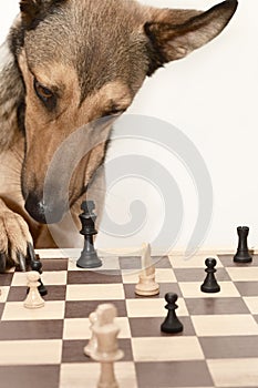 Check! Playing Chess like a dog