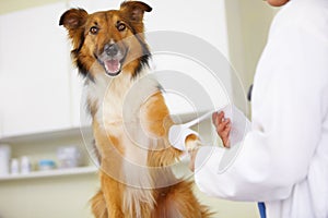 In for a check-up. Cropped shot of a vet bandaging up a collies paw.