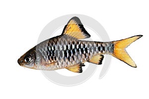 Checker barb Aquarium fish Oliotius oligolepis