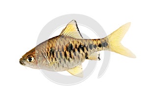 Checker barb Aquarium fish Oliotius oligolepis