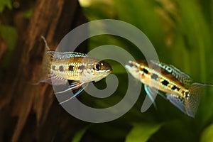 Checkerboard Cichlid Dicrossus filamentosus aquarium fish dwarf cichlid