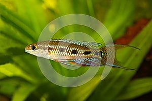 Checkerboard Cichlid Dicrossus filamentosus aquarium fish dwarf cichlid