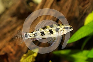 Checkerboard Cichlid Dicrossus filamentosus aquarium fish dwarf cichlid