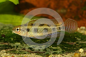 Checkerboard Cichlid Dicrossus maculatus aquarium fish dwarf cichlid photo