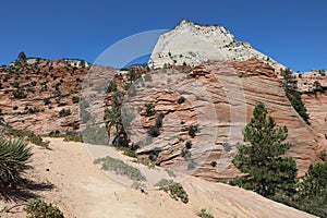 Checkerboard Mesa in Zion National Park