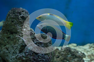Checkerboard wrasse Halichoeres hortulanus in the aquarium