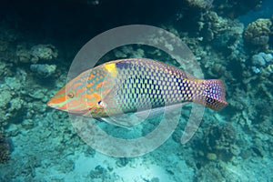 Checkerboard Wrasse Halichoeres hortulanus in Red Sea. Bright tropical fish in the ocean, clear turquoise water near a coral