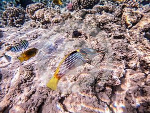 Checkerboard wrasse (Halichoeres hortulanus) at the Red Sea coral reef