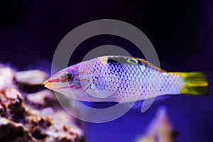 The checkerboard wrasse (Halichoeres hortulanus) is a fish belonging to the wrasse family. photo