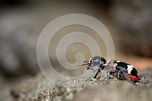 A checkered beetle Clerus mutillarius sitting on a tree