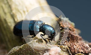 Checkered beetle, Korynetes caeruleus on wood, macro photo