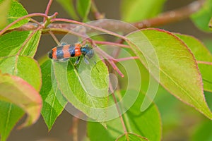 Checkered beetle