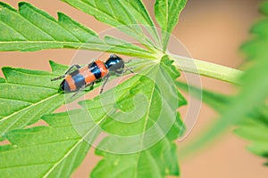 Checkered beetle